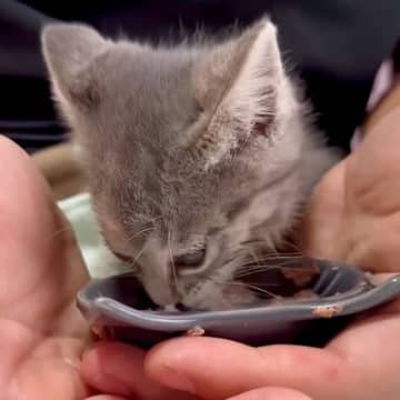３匹の保護子猫がはじめての食事をした結果…思った以上に『豪快な食べっぷり』と食後の『まさかの光景』に「たまらなく可愛い」「咀嚼音最高」
