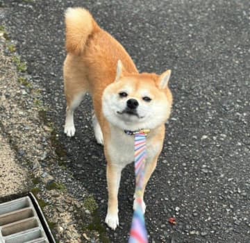人が大好きすぎる柴犬、散歩中に誰にも会えなくて家の前で5分以上“拒否柴”する事態に!?　粘る姿が愛おしい
