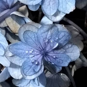 摘み取って15日目の紫陽花！手間をかけずに、紫陽花の切り花を長持ちさせる方法！延命剤は使いません！