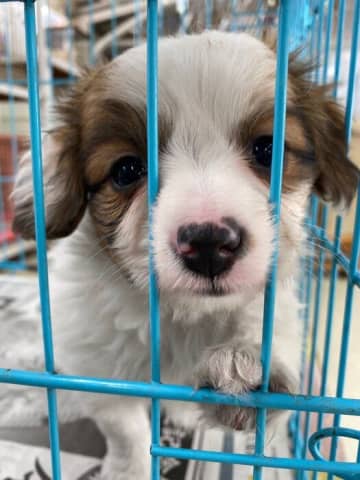 愛くるしい表情の生後1カ月パピヨン子犬が1年後には穏やかで優しい性格に成長！「キラキラした表情は宝物」
