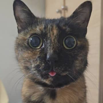 「目覚めたか？」と飼い主をじっと見つめたまま固まる猫　“シュールすぎる光景”に爆笑！
