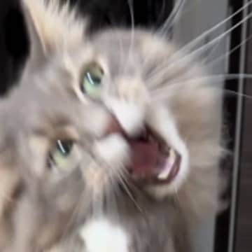 猫がおもちゃに飛びかかった瞬間を撮影したら…『まさかの姿』に1万9000いいね「首が落ちるマジックみたい」「見れば見るほど面白いｗ」