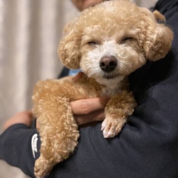 犬が飼い主の手を舐める理由と対処法　 人の手をペロペロするのはなぜ？