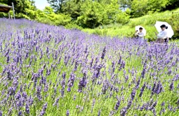 ラベンダー香る谷　ひたち海浜公園　茨城・ひたちなか