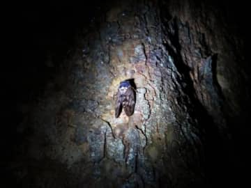 夏の夜、虫たちの不思議を探検！能登川博物館「昆虫観察会」開催★自由研究にも！【8月25日/東近江市】
