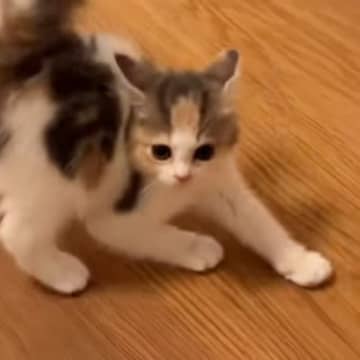 小さな体で先輩猫に『やんのか』していた子猫→しばかれまくった結果…まさかの『現在の様子』が107万再生「初めて見たｗ」「クセありすぎｗ」