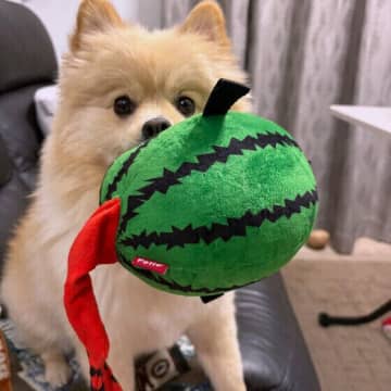 犬のおもちゃの洗い方と頻度は？ 犬用おもちゃのお手入れの仕方を解説！