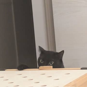 保護猫カフェから迎え入れた猫を見つめる先住猫の眼ざしの意味とは？ 獣医師に聞いた
