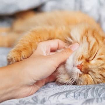 新しく迎えた猫が『うちのコになった！』と感じる嬉しい瞬間4選　家族になった記念すべき第一歩！