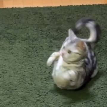 “ヘソ天”している猫を撮影しようとしたら、同居猫が物音を立ててしまい…『まさかの反応』に「反射神経めっちゃいい」「かわいすぎる」