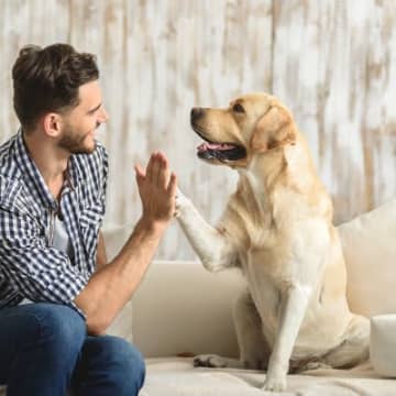 犬と『信頼関係を築く』にはどうしたらいい？5つの必要なことから絆を深めるためのコツまで