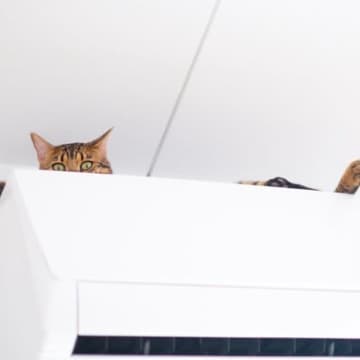 猫を『乗ってほしくない・入ってほしくない場所』から遠ざけるための3のアイデア　場所別に解説