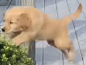 階段をおりそうでおりない子犬　まさかの結末に「賢い子」「笑い続けている」