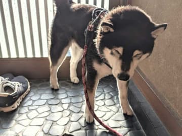柴犬の表情に、共感の声続出　散歩をやめたくなった理由が？「分かるわ～」