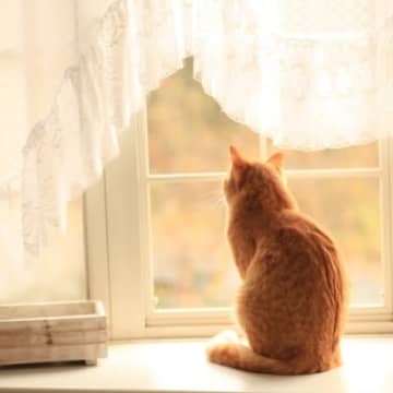 『留守番中の猫』のためにできることは？お出かけ前にやっておきたい3つのこと