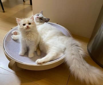 先住猫に「同じベッドを使うこと」を許された新入り子猫→嬉しい瞬間から「10カ月後の関係性」にほっこり
