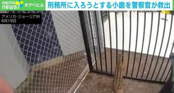 無事“ムショ行き”回避！刑務所に入ろうとする小鹿を警察官が無事救助した一部始終 米
