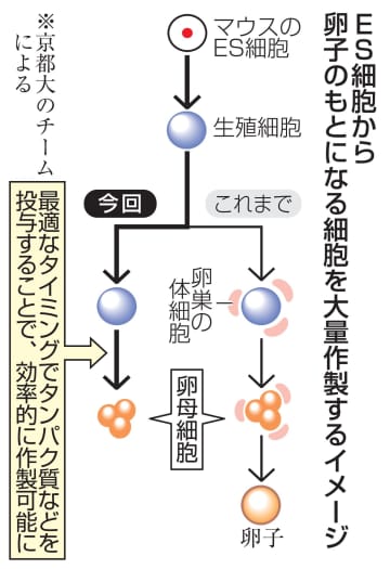 卵子のもと、大量作製に成功　マウスで、不妊症の解明期待