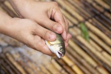 鮎のつかみ取り体験【夏休みイベント】塩焼きにしてその場で食べられる！おにぎりの販売あり☆うかわファームマート