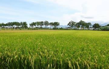 【台湾】台湾米のブランド化に意欲［農水］　宜蘭県五結郷、対日輸出に期待も