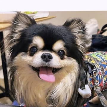 「犬は人より暑さに弱い」 夏の暑さ対策5選