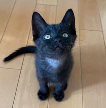 大きな目と耳が印象的な生後2カ月の子猫→2年後の「おとなになったような、なってないような」成長姿が愛おしい！