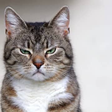 愛猫が『あなたをにらみつけている』4つの気持ち　必ずしも怒っているわけじゃない？