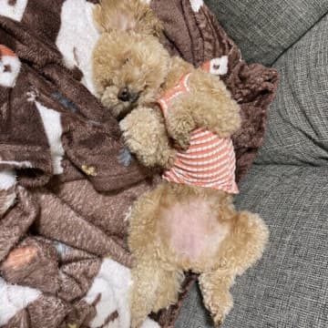 シニア犬の快眠をサポートする「リラックスマッサージ法」とは？
