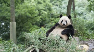 パンダのシャンシャン、食べ疲れたら一休み　中国四川省