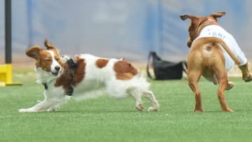 “イケメンすぎる”と話題のデコピン　休養日にプールで涼を感じる　カメラに向かってキメ顔も披露
