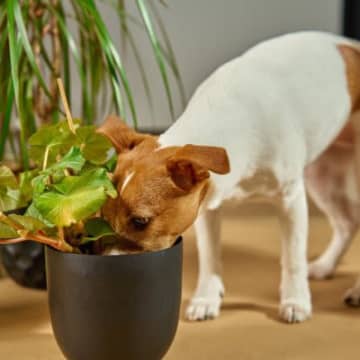 犬の近くに置いてはいけない『危険なモノ』5選　大怪我や思わぬ事故を引き起こす可能性も…