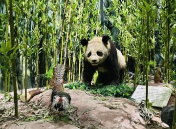 天津自然博物館で中国竹文化の特別展