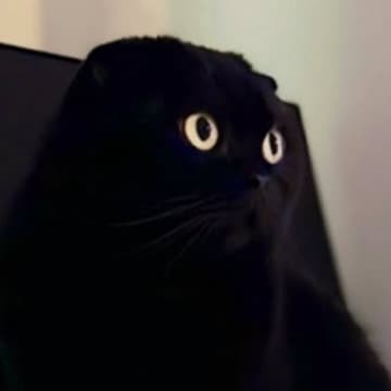 モニターの前にいる『黒猫』を見てみたら…画面から飛び出ているように見える『驚きの瞬間』が56万表示「トリックアートみたい」「3Dｗ」