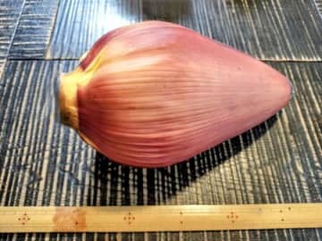 この食べられる大きな花、ご存知ですか？魚醤にんにくダレが合う〜誰もが知っている甘くて黄色い実がなる！