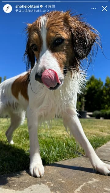 「俺より泳ぎ上手い…」大谷翔平が公開した愛犬デコピンの“プール満喫ショット”にネット反応！「水も滴るいい男」「気持ちよさそう」