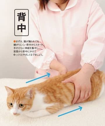 愛猫の健康と長生きのために飼い主さんができること