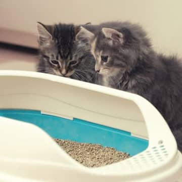 『猫トイレのカバー』は必要？あり・なし、それぞれのメリット・デメリット　猫自身はどっちがいいの？