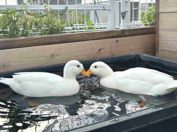 【水族館なのにアヒル！？】川越の新たな穴場観光スポットを体験ルポ ！ 「アクアパーク川越」