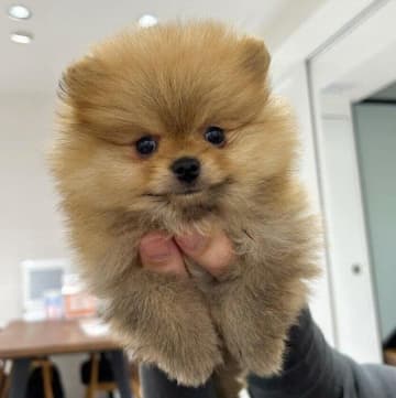 同じ画角で撮影したポメラニアンの写真を比較！　生後2カ月→1才現在の変化に「成長があっという間だな」