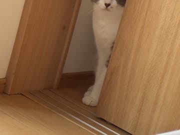 １２年ぶりに折った折り紙　後日、行方不明になって…「シュールで笑った」「面白すぎる」