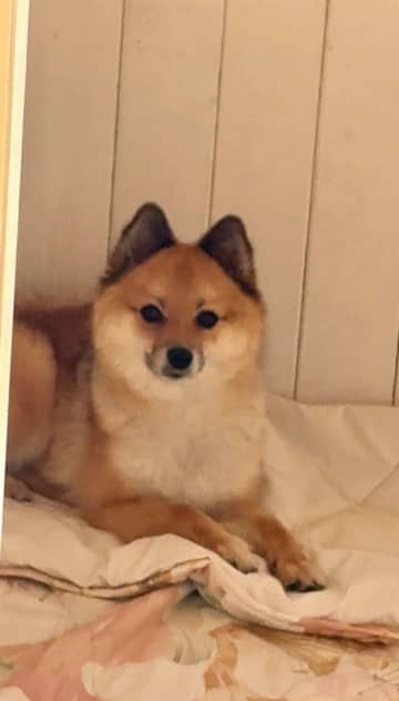 豚から〝とんでもないモノ〟奪った犬に2.8万人爆笑　「比喩かと思ったら...」「でっかぁい」