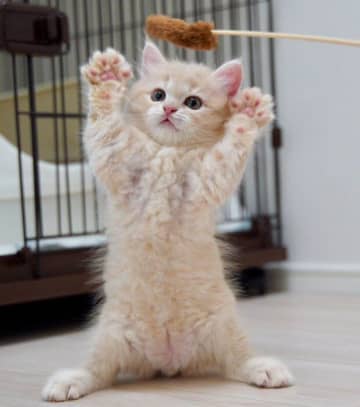 猫じゃらしで遊ぶ姿が「小さなぬいぐるみ」のような子猫→1才になって「大きなぬいぐるみ」へと成長した姿にほっこり！