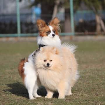 『発情期の犬』がみせる仕草や行動5選　発情が始まったときのサインや周囲にすべき配慮まで