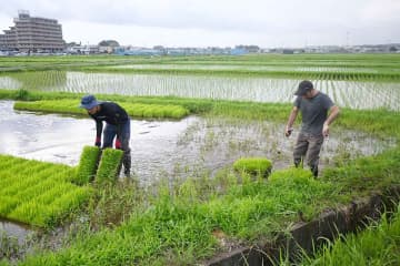 今秋収穫の酒米、入手見通せず…神奈川の酒造会社に不安広がる　別の原料想定、自ら増産も