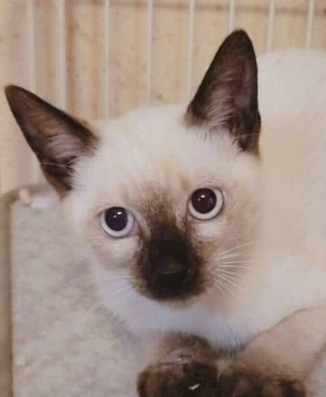 保護当初は毛色が白かった生後3カ月の子猫→約4年で色が“焦げ焦げ”になり、元気で活発なコに成長！