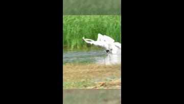 ハクチョウが激しい縄張り争い　中国内モンゴル自治区