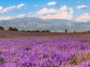 中国新疆ウイグル自治区、ラベンダーの花畑が見頃