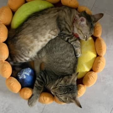 フルーツタルト形のベッドの上で眠る子猫たち→1年後…たまらなすぎる『現在の様子』が62万表示「ただの猫タルトｗ」「ボリューム満点」