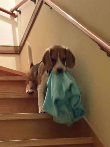 〝犯人の顔〟をして悪事をはたらく犬、激写される　飼い主の服を盗んだ目的は...