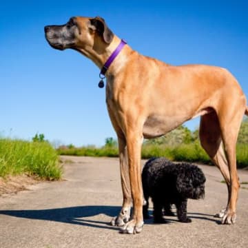 犬にまつわる『ギネス世界記録』５選　ワンコたちの信じられないレコードをご紹介